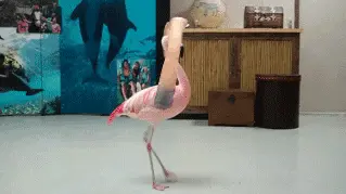 Dancing flamingo with human arms.