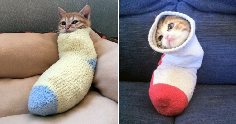 Cat In a Sock: Cats Comfortably Relaxing In Socks