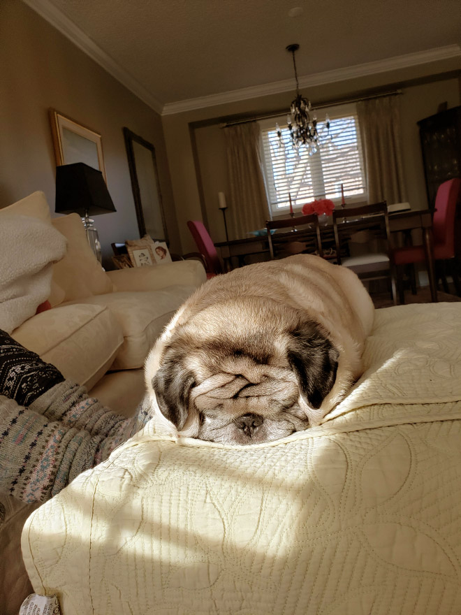 Pug loaf.