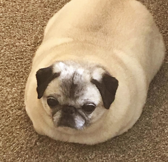 Pug loaf.