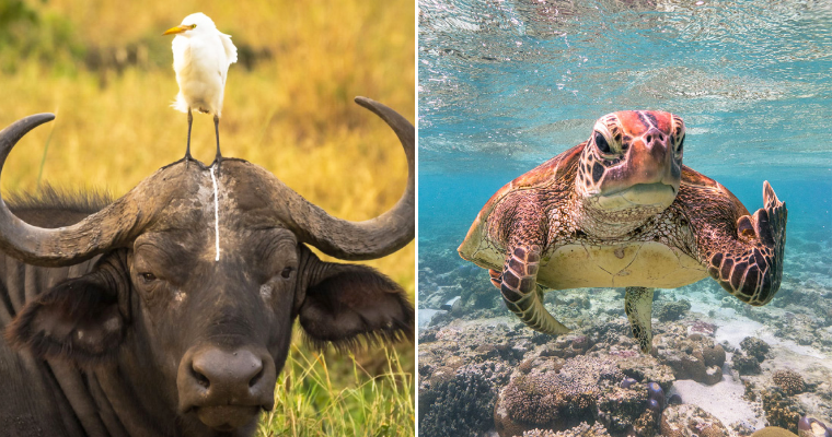 Funny Animals: Hilarious Wildlife Photography