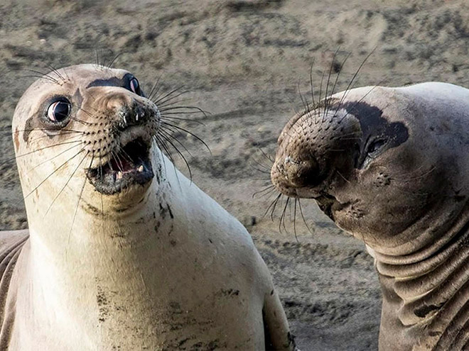 Funny animals photos are very satisfying to look at.