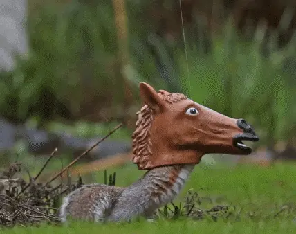 Horse head squirrel feeder.