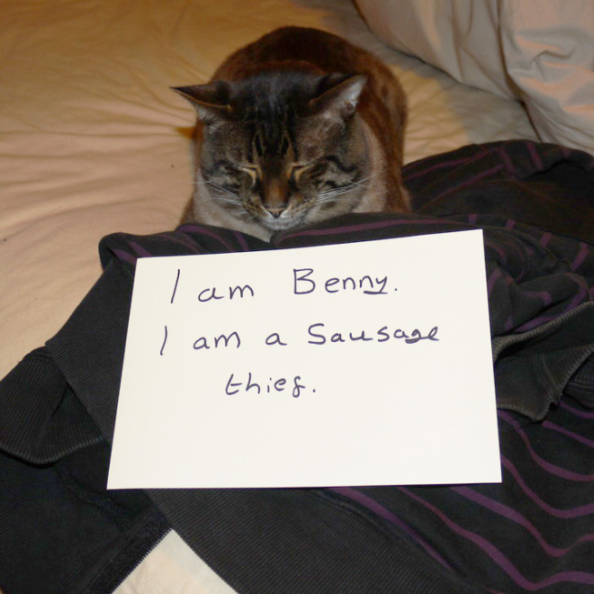 Cat shaming.