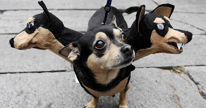 Scary sales dog costume