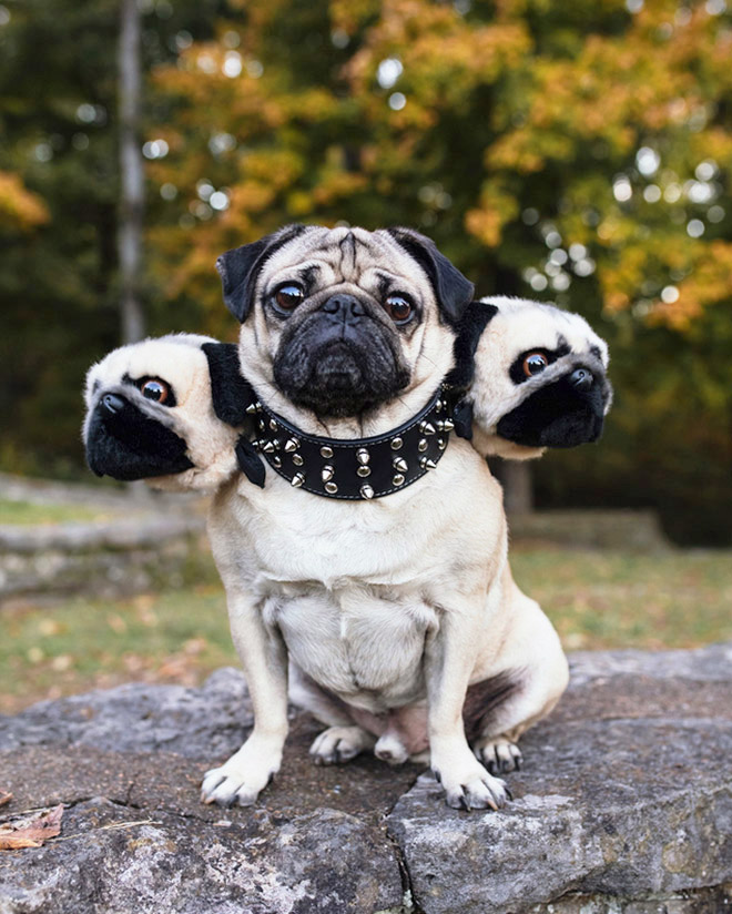 Cerberus dog costume for Halloween.