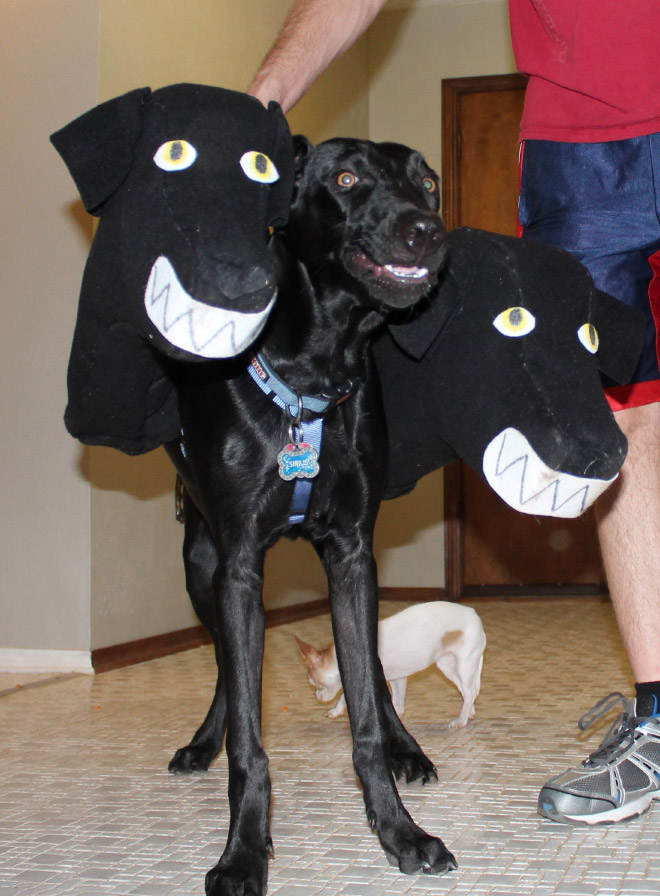 Cerberus dog costume for Halloween.