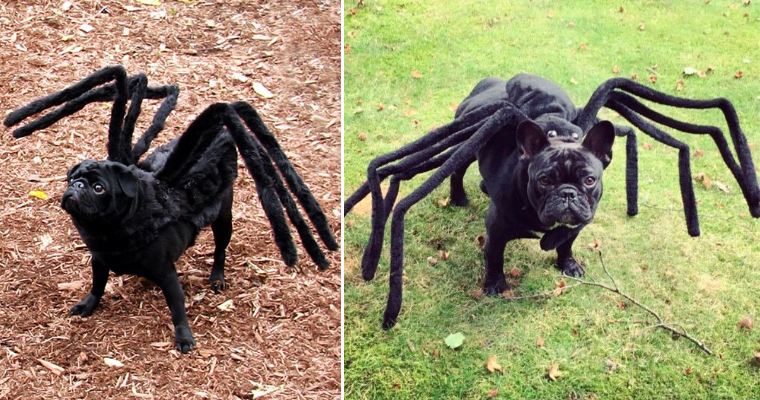 Dog Spider Costume: Hilariously Terrifying Halloween Idea