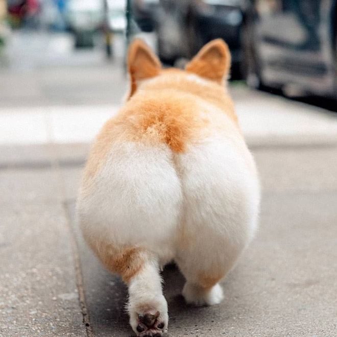 Corgi butt going for a walk.