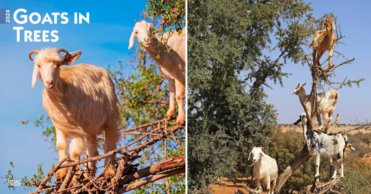 Goat Calendar 2025 Calendar Google ynez rebecka