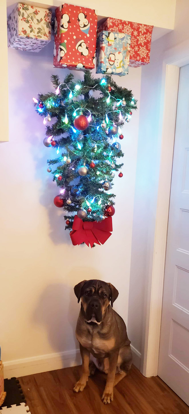 Pet-proofing Christmas tree.