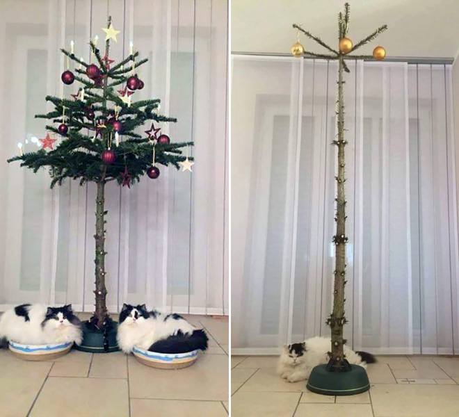 Pet-proofing Christmas trees.