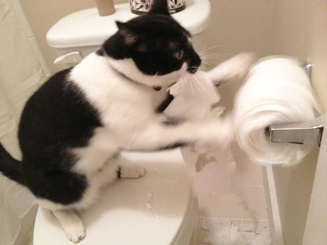 Cat vs. toilet paper.