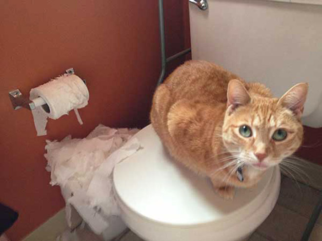 Cat vs. toilet paper.