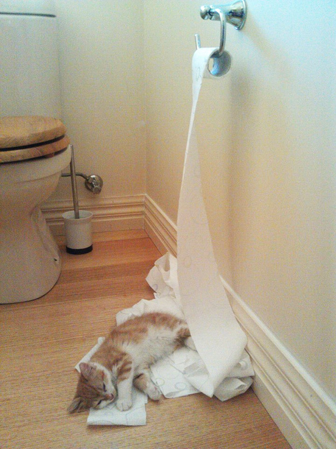 Cat vs. toilet paper.