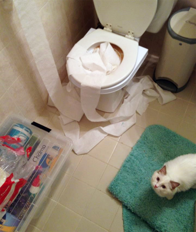 Cat vs. toilet paper.