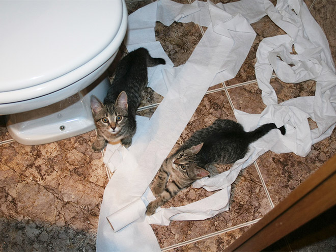 Cat vs. toilet paper.