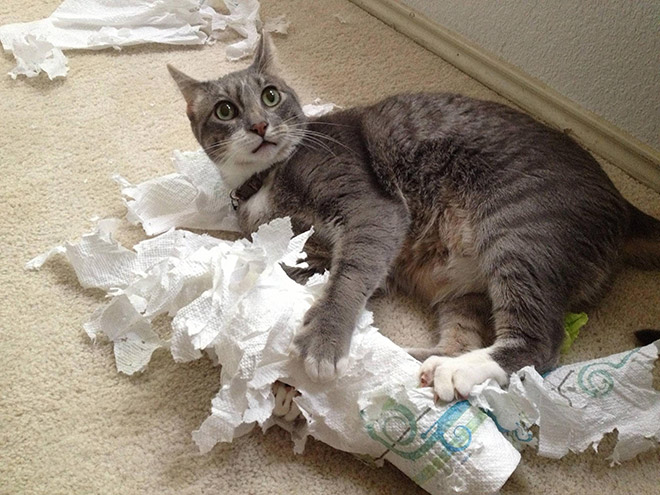 Cat vs. toilet paper.