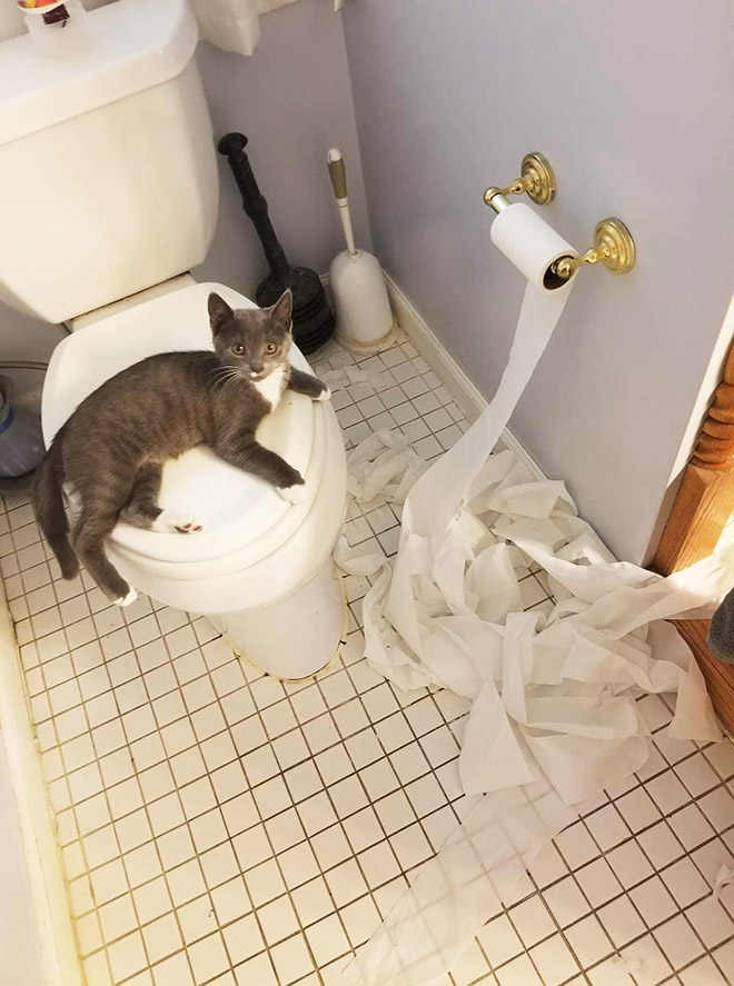 Cat vs. toilet paper.