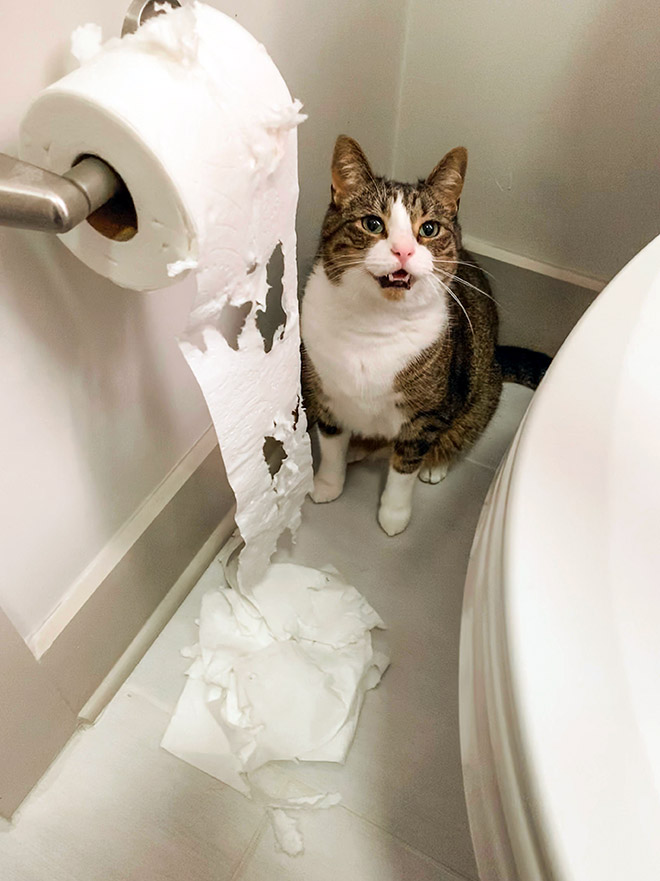 Cat vs. toilet paper.