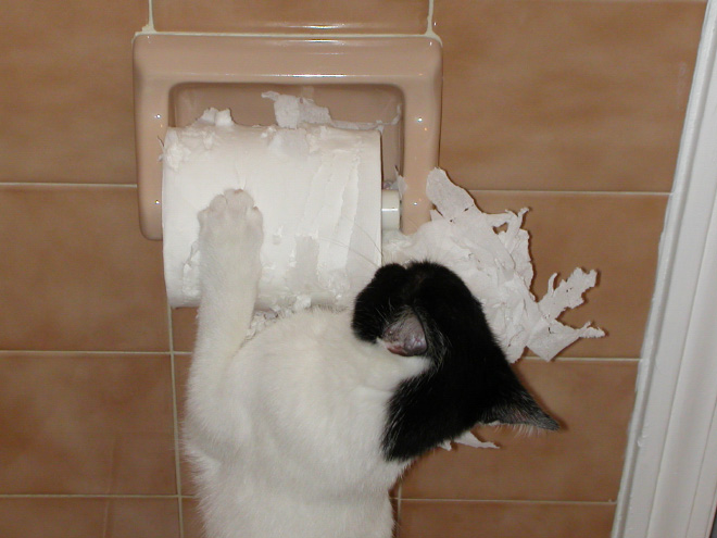 Cat vs. toilet paper.