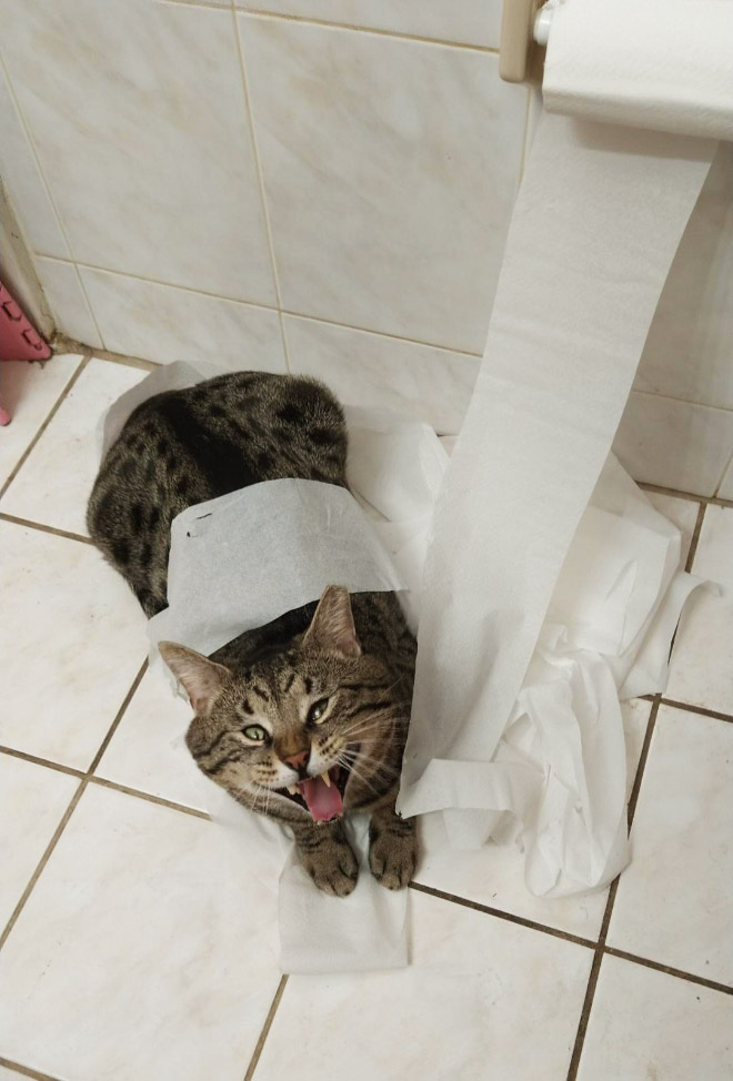 Cat vs. toilet paper.