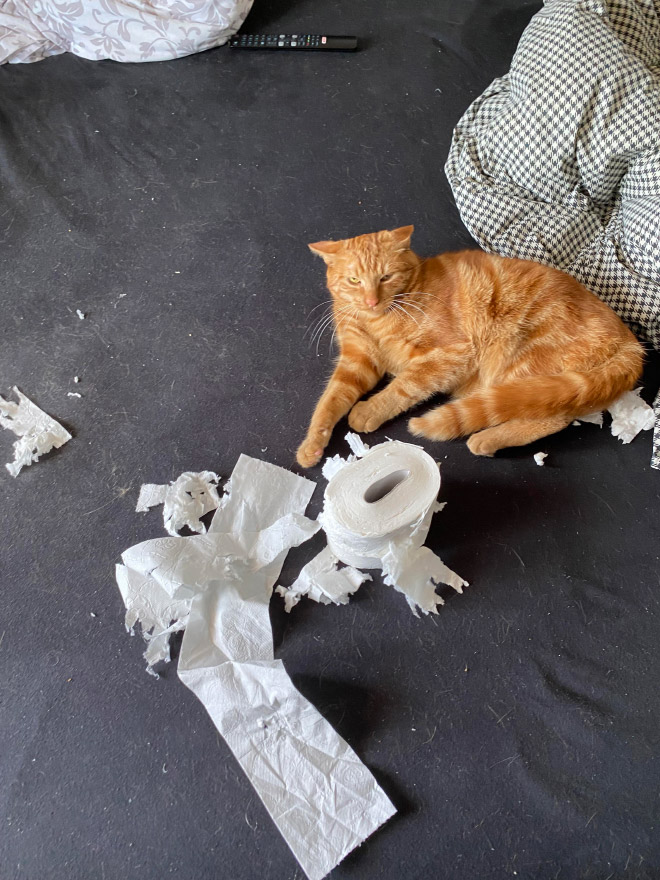 Cat vs. toilet paper.