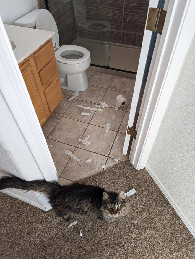 Cat vs. toilet paper.