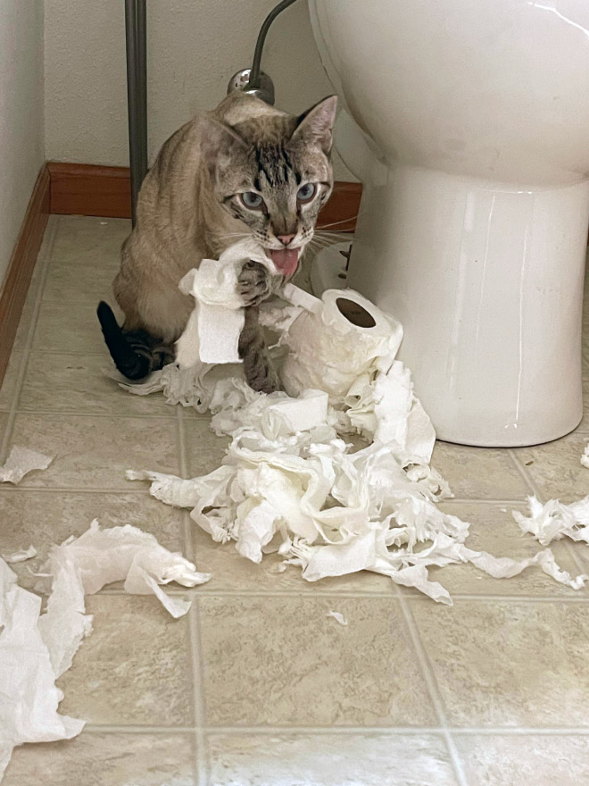 Cat vs. toilet paper.