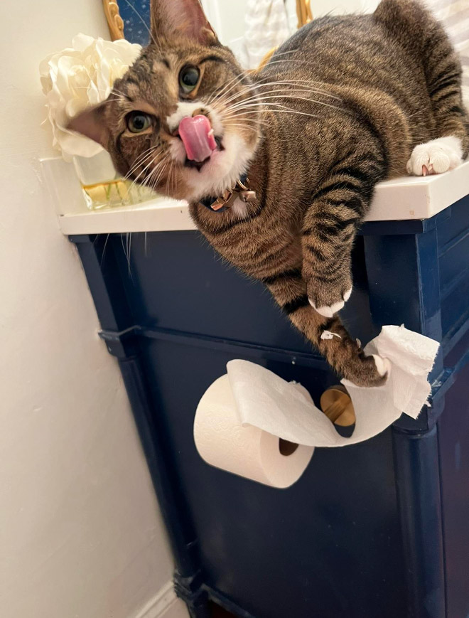 Cat vs. toilet paper.