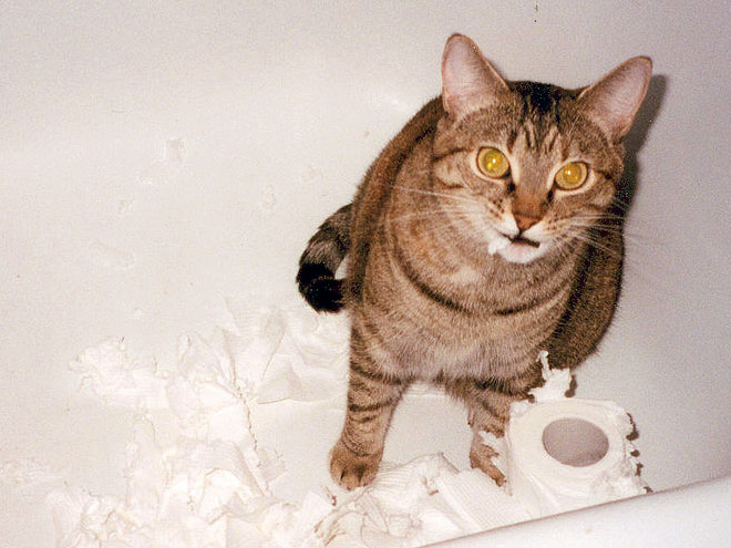 Cat vs. toilet paper.