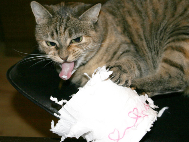 Cat vs. toilet paper.