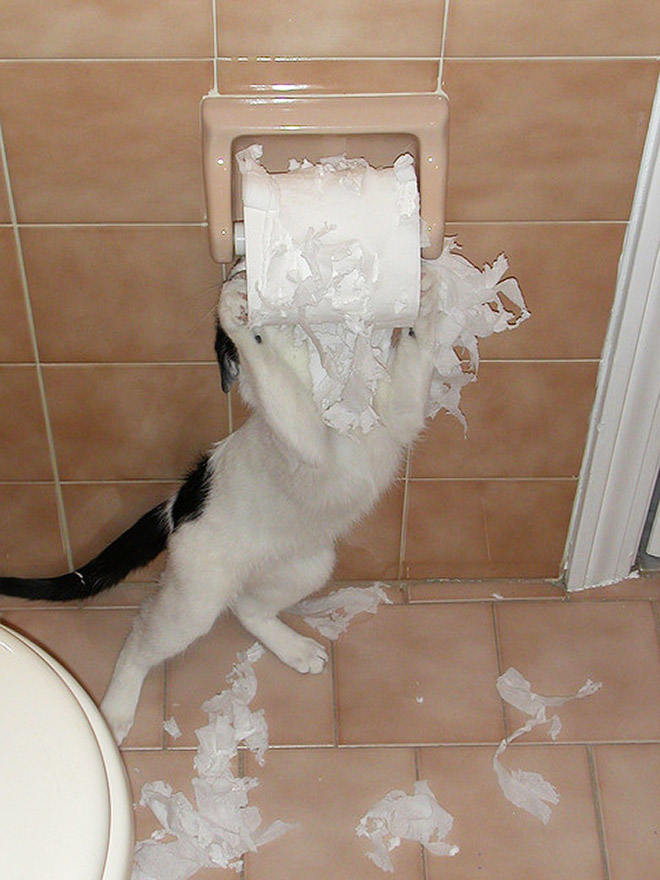 Cat vs. toilet paper.