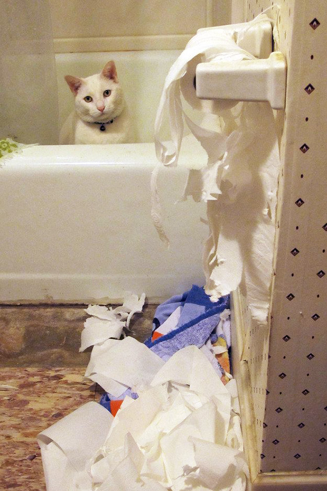 Cat vs. toilet paper.