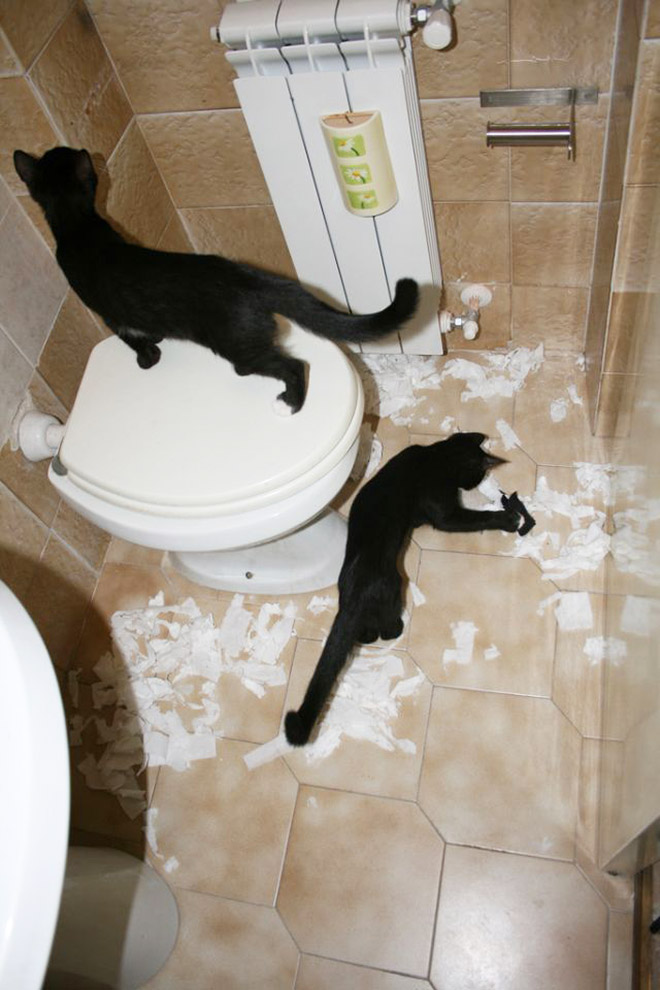 Cat vs. toilet paper.