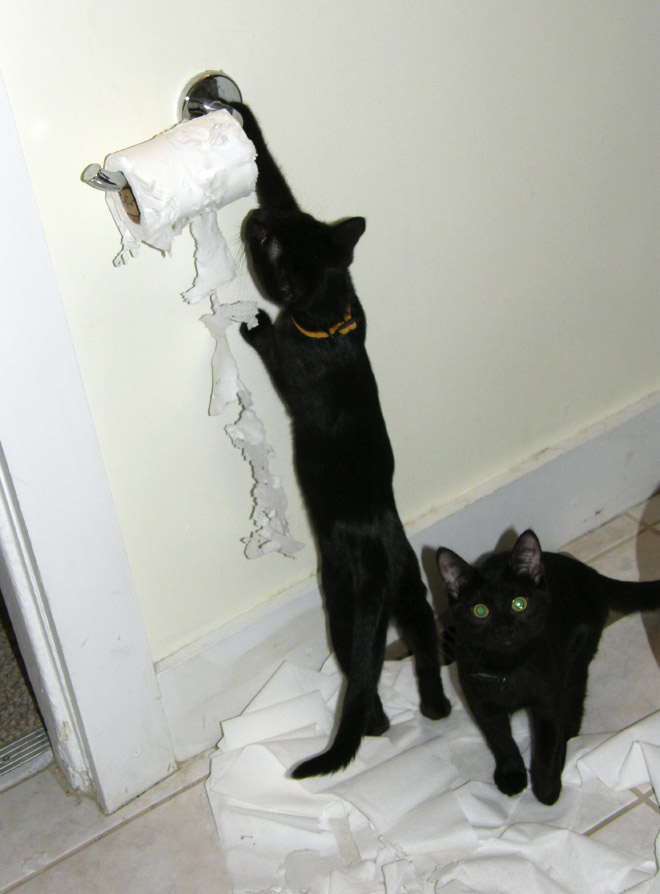 Cat vs. toilet paper.